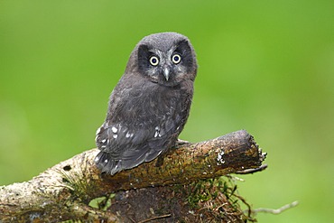 Boreal Owl or Tengmalm's Owl (Aegolius funereus), juvenile perched on a branch, Neunkirchen, Siegerland region, North Rhine-Westphalia, Germany, Europe