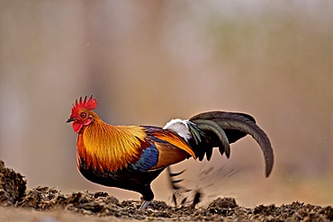 Red Jungle fowl (Gallus gallus) male feeding on a Rhino dung pile in Kaziranga National Park in Assam, Northeast India, Asia