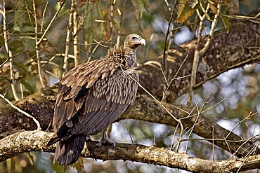 Slender-billed Vulture (Gyps tenuirostris) in Kaziranga National Park in Assam, Northeast India, Asia