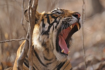 Yawning wild Tiger (Panthera tigris) in a forest, Ranthambore National Park, Rajasthan, India, Asia