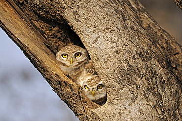 Two Spotted Owlets (Athene brama) staring from their tree hole in Ranthambore Tiger Reserve, Ranthambore National Park, Rajasthan, India, Asia