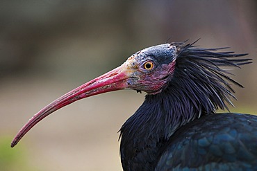 Northern Bald Ibis, Hermit Ibis, or Waldrapp (Geronticus eremita)