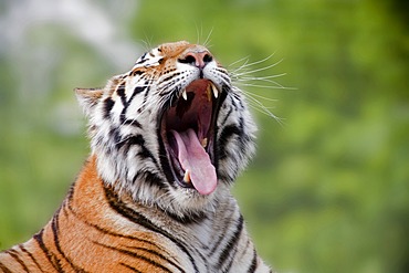 Siberian Tiger (Panthera tigris altaica)