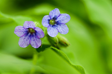 Common Lungwort (Pulmonaria officinalis)