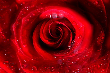 Rose (Rosa), close-up