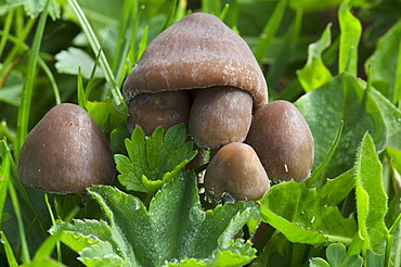 Scotch bonnet or fairy ring mushroom (Marasmius oreades), Rosskopf, Rofan Mountains, Tyrol, Austria, Europe