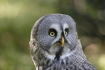 Great Grey Owl (Strix nebulosa)