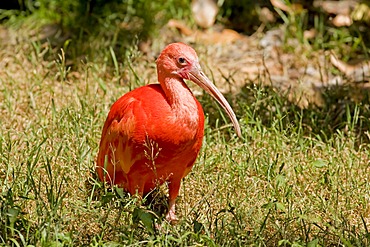 Scarlet Ibis (Eudocimus ruber)