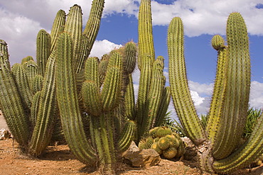 Pasacana Cactus (Trichocereus pasacana)