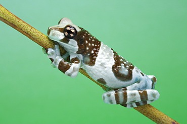 Amazon Milk Frog (Phrynohyas resinifictrix) climbing a branch