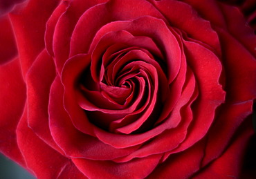 Red rose (Rosa), close-up