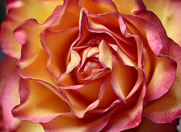 Pink and yellow Rose (Rosa), close-up