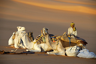 Tuareg guards white camels in desert sand Mandara Libya