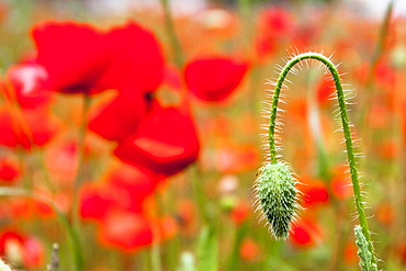 Red Poppy (Papaver rhoeas), Reichenau Island, Baden-Wuerttemberg, Germany, Europe, PublicGround