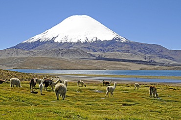 Guanacos (Llama guanicoe), Parinacota Volcano, Lake Chungara, Lauca National Park, Altiplano, Norte Grande, Northern Chile, Chile, South America