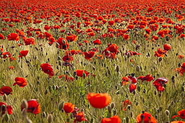 Red poppy field (Papaver rhoeas) in flower, near Berlin, Germany, Europe