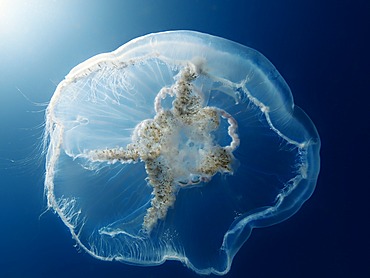 Moon jellyfish, Common jellyfish (Aurelia aurita), Baltic Sea, off Darss, Mecklenburg-Western Pomerania, Germany, Europe