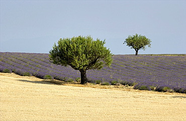 Fields of wheat and lavender, Plateau of Valensole, Provence, France, Europe