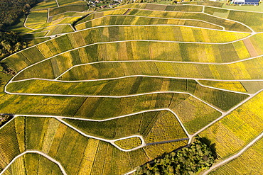 Aerial view, autumnal vineyards in the Moselle valley on the Luxembourg side, Wellenstein, Luxembourg, Europe