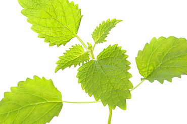 Lemon Balm (Melissa officinalis)