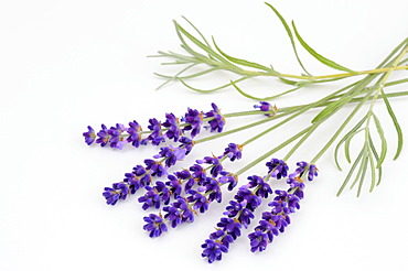 True Lavender (Lavandula angustifolia)