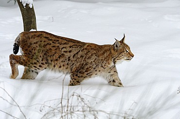 Lynx (Lynx lynx) in the snow