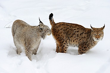 Lynx (Lynx lynx) in the snow