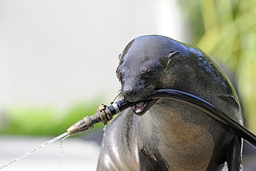 California Sea Lion (Zalophus californianus) playing with a water hose