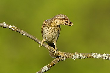 Wryneck (Jynx torquilla) with food in beak