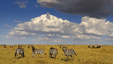 Grant's Zebra (Equus quagga boehmi) and wildebeest (Connochaetes taurinus), herds in the wilderness with dramatic clouds, Masai Mara National Reserve, Kenya, Africa