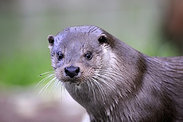 Otter (Lutra lutra), portrait, Karelia, Eastern Finland, Finland, Europe