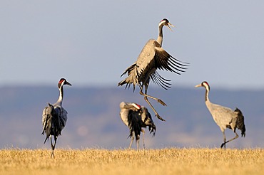 Common or Eurasian Cranes (Grus grus), dancing bird at roost, Lake Hornborga, Hornborgasjoen, Vaestergoetland, Sweden, Scandinavia, Europe