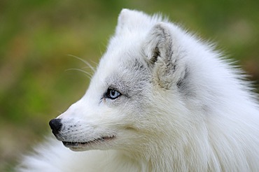 Arctic fox, White Fox, Polar Fox or Snow Fox (Alopex lagopus), portrait, Troms, Northern Norway, Norway, Scandinavia, Eoropa