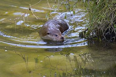 Otter (Lutra lutra), seeking the safety of the river bank, Sihl forest, Switzerland, Europe