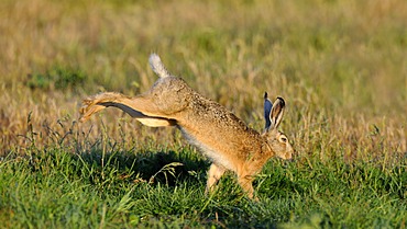 Hare (Lepus europaeus), shaking water from its fur, morning dew, Texel, Wadden Islands, Netherlands, Europe