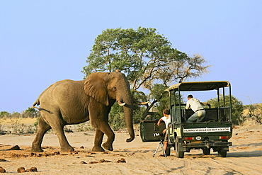 African Bush Elephant (Loxodonta africana) bull in front of a jeep with photographers, Savuti, Chobe National Park, Botswana, Africa