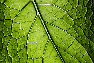 Borage (Borago officinalis), close-up of leaf