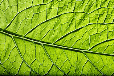 Borage (Borago officinalis), close-up of leaf