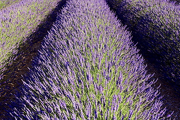 Blooming lavender (Lavendula angustifolia) in a field, Provence, Southern France, Europe