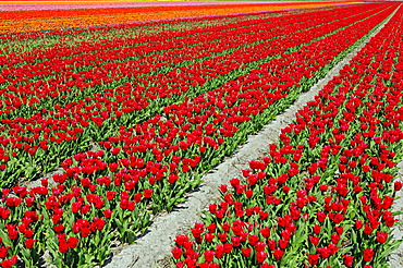 Field of Tulips (Tulipa sp.), near Lisse, South Holland, Holland, Netherlands, Europe