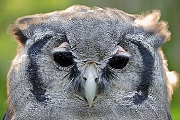 Giant Eagle Owl, Verraux's Eagle Owl (Bubo lacteus), portrait, African species, captive, North Rhine-Westphalia, Germany, Europe