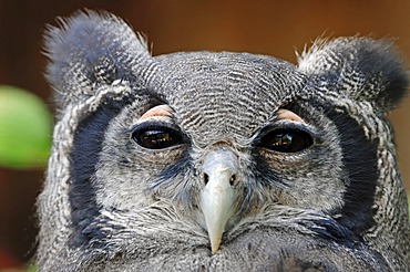 Giant Eagle Owl, Verraux's Eagle Owl (Bubo lacteus), portrait, African species, captive, North Rhine-Westphalia, Germany, Europe