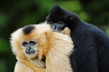 Northern White-cheeked Gibbons, (Nomascus leucogenys, Hylobates concolor leucogenys), pair, captive, Asian species, Czech Republic, Europe