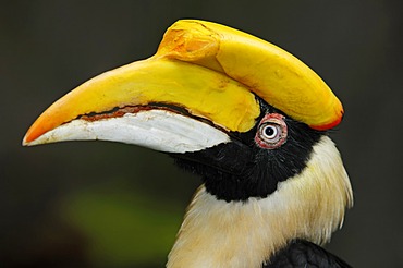 Great Indian Hornbill or Great Hornbill (Buceros bicornis), female, portrait, Asian species, captive, Czech Republic, Europe