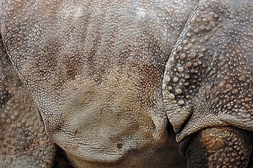 Indian Rhinoceros, Greater One-horned Rhinoceros and Asian One-horned Rhinoceros (Rhinoceros unicornis), detail view of skin, Asian species, captive, Czech Republic, Europe