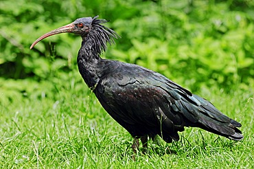 Northern Bald Ibis, Hermit Ibis or Waldrapp (Geronticus eremita), captive, Austria, Europe