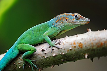 Leopard anole or Guadeloupean anole (Anolis marmoratus), male, South American species, captive, Bergkamen, North Rhine-Westphalia, Germany, Europe