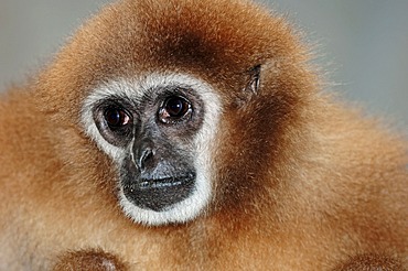 White-handed Gibbon or Lar Gibbon (Hylobates lar), portrait, Asian species, captive, Czech Republic, Europe