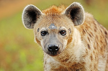 Spotted Hyaena or Laughing Hyena (Crocuta crocuta), native of Africa, in captivity, Czech Republic, Europe