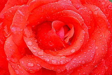 Rose (Rosa sp.), flower detail with waterdrops